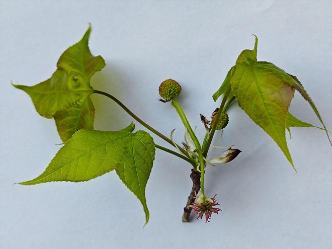 探寻长须奴野菜时挑猜背后的生肖之谜