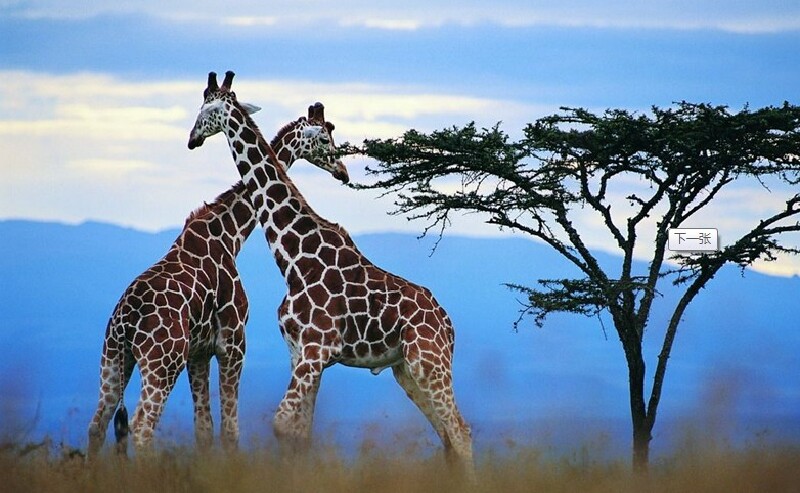 探秘砍瓜切菜背后的趣味谜题，一场关于动物猜想的文化盛宴