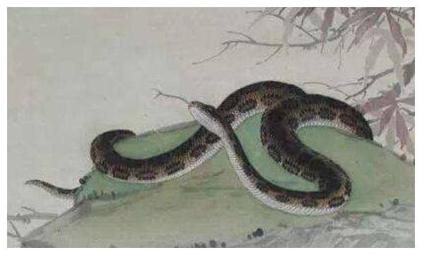 蛇的贵人是什么生肖，绝佳解释与文化解读