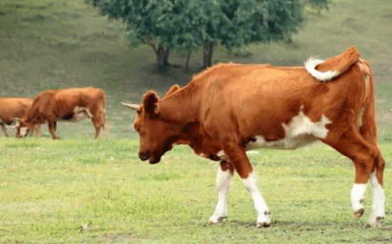 老实忠厚，生肖中的牛