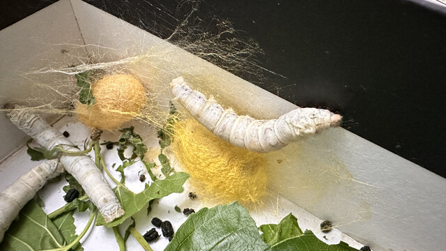 春蚕抽丝谜中谜，揭秘春蚕抽丝背后的动物寓意