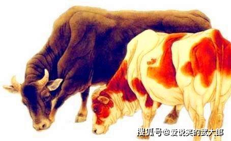 摇摆不定的生肖，兔子的性格解析与人生启示