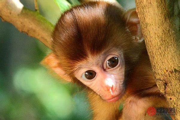 丢三落四与生肖动物的奇妙联系，揭秘猴的独特性格
