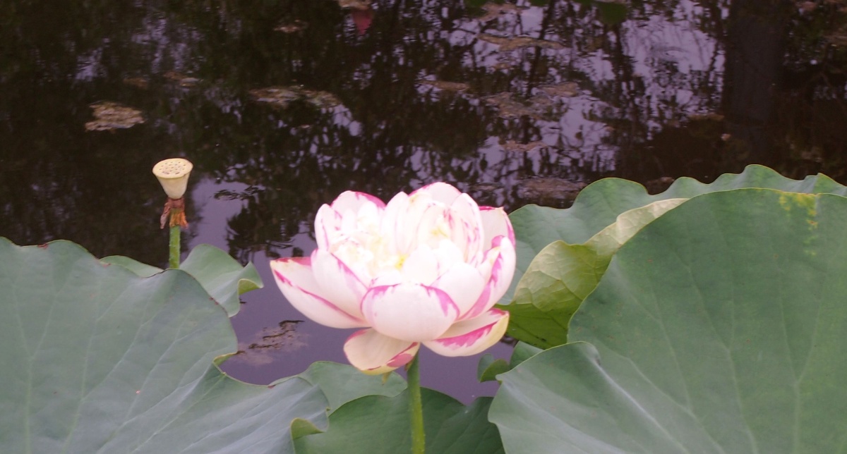 亭亭玉立，探寻生肖之谜与网络解释的真相