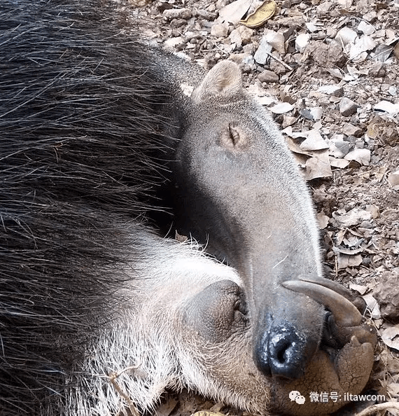 缄舌闭口猜一动物，词语的深层释义与文化解读