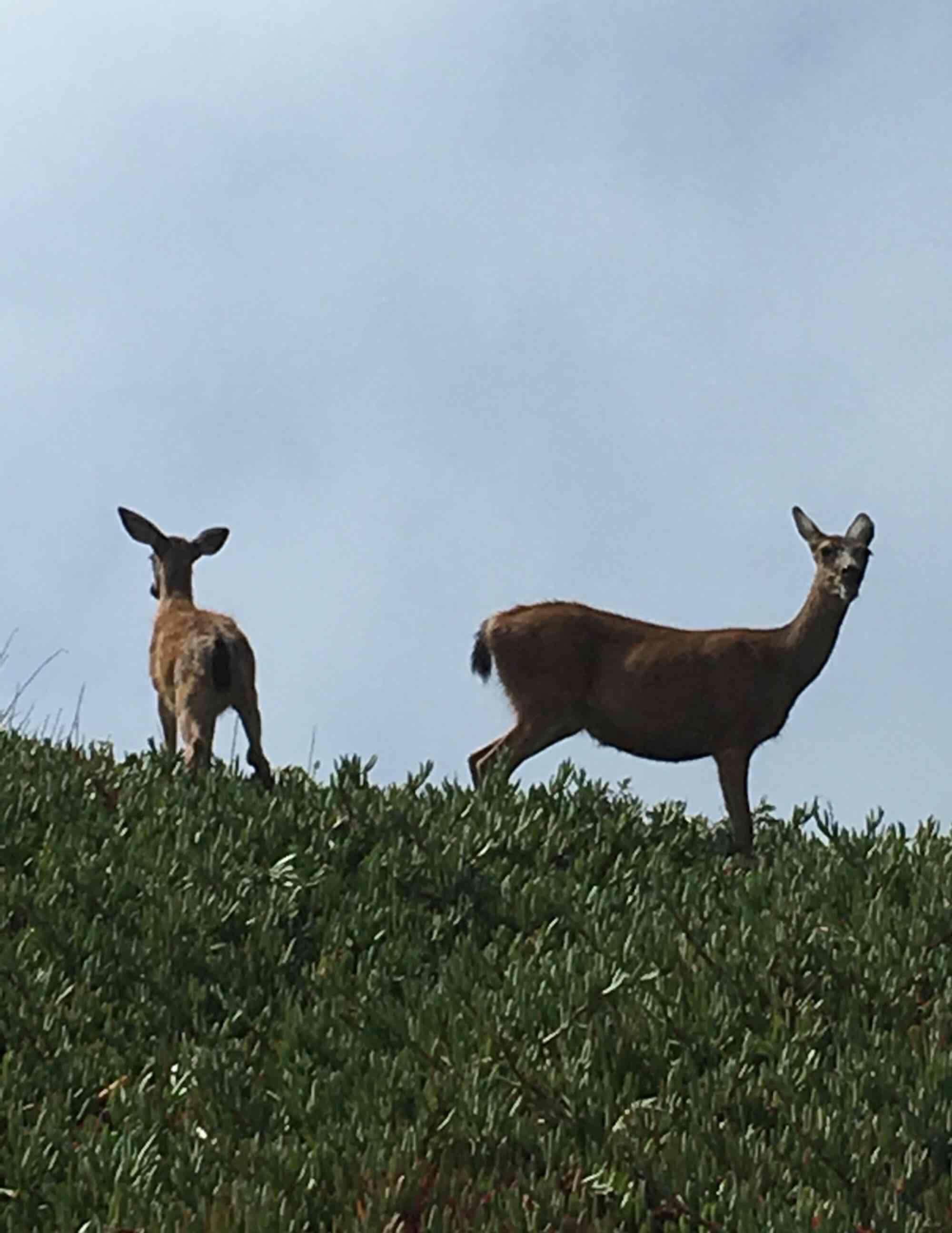 东山再起猜一动物?积极解释与落实的转变