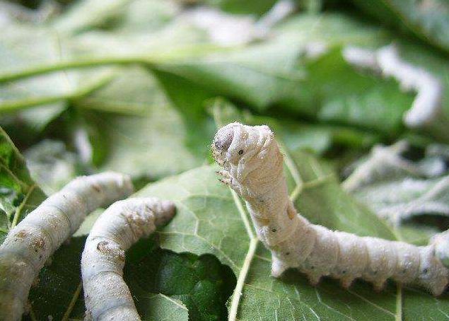 春蚕抽丝谜中谜，揭秘春蚕抽丝背后的动物寓意
