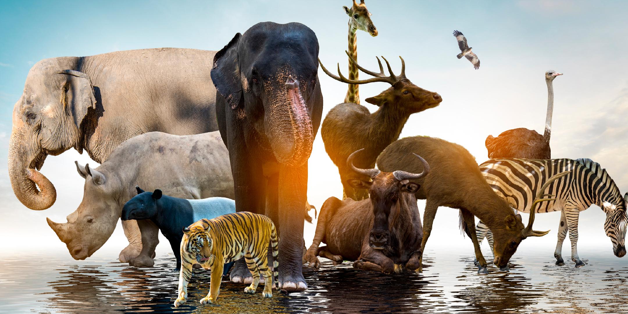 八仙过海中的生肖之谜，揭秘动物背后的文化寓意