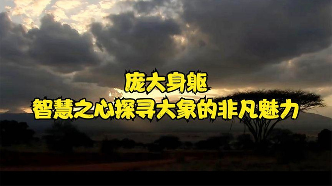 游必有方，猜一动物，探寻智慧与自由的象征