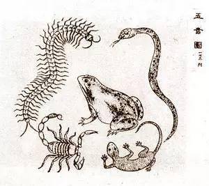 深度解析非同小可与生肖文化寓意