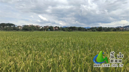 风吹稻花满村香猜一生肖，友爱作答落实解释