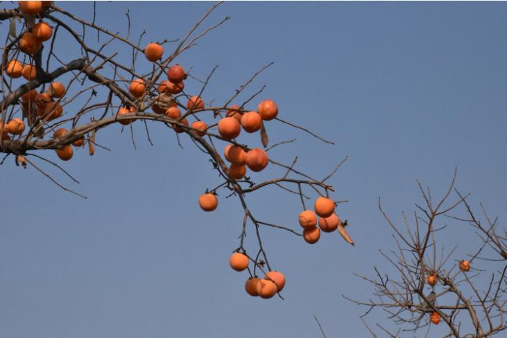 生肖猪和牛相配吗，经典解释作答落实
