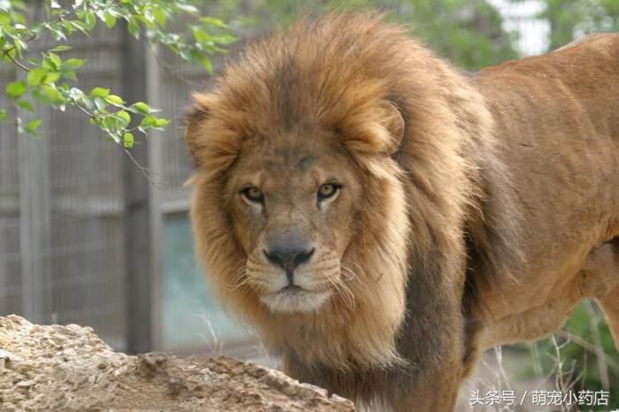瞒天过海，猜一动物—传统智慧与策略的巧妙融合