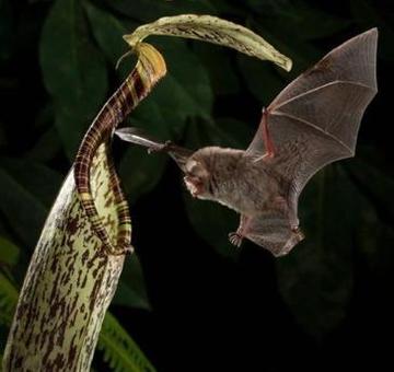 蓝天白云下，鸟儿与我们的和谐共舞—探秘自然界的共生奥秘