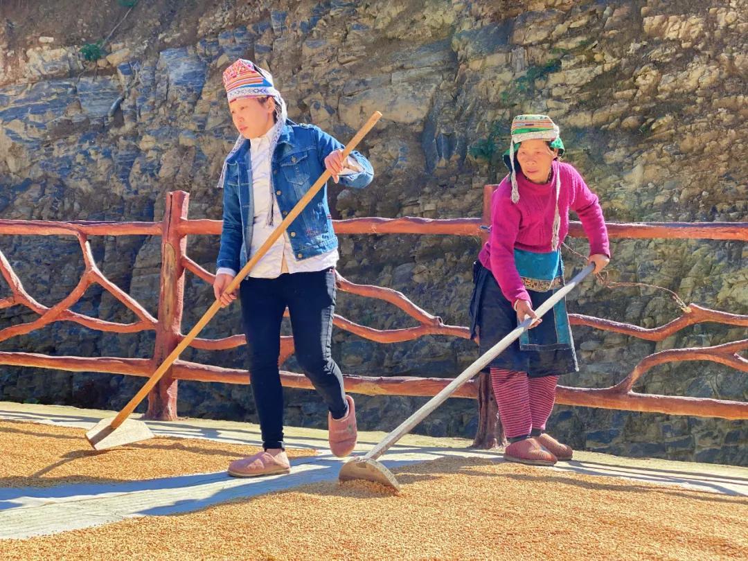 添油加醋话生肖，揭秘鸡的趣味与智慧