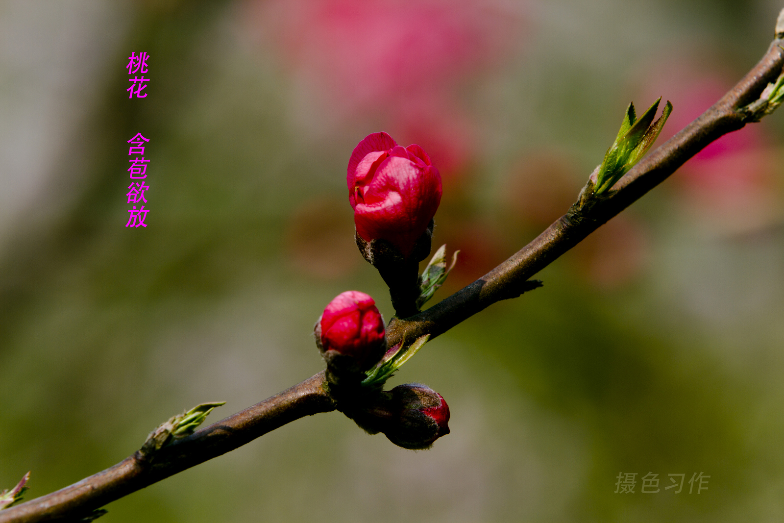 含苞欲放猜一生肖，经典解释与文化解读