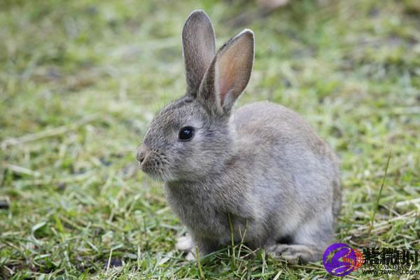 揭秘嫉恶好善的生肖，属兔人的独特性格与行为解析