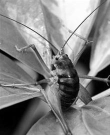 蛛丝马迹是什么生肖，非凡解释落实