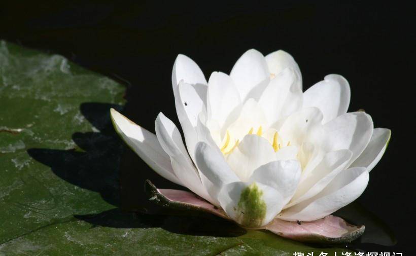 风花雪月代表什么生肖，重点诠释解释落实