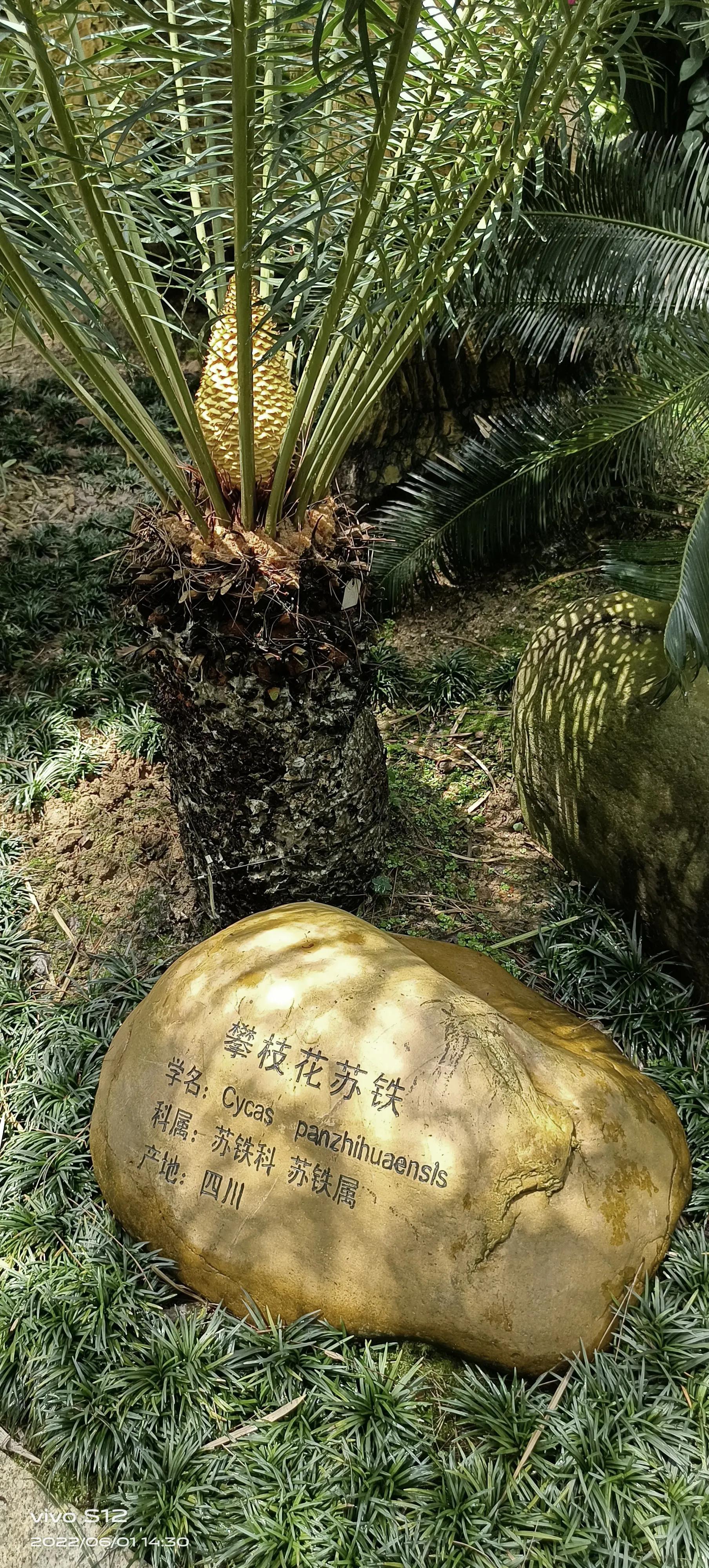 铁树开花，谜语中的智慧与自然之趣—猜一动物