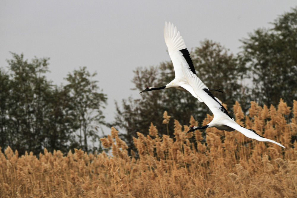 秋高气爽，猜一动物，鹤舞翩翩的秋日使者