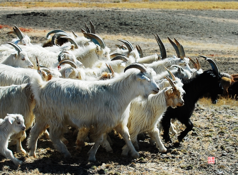 羊群之智，生肖属羊的名人风采与时代贡献