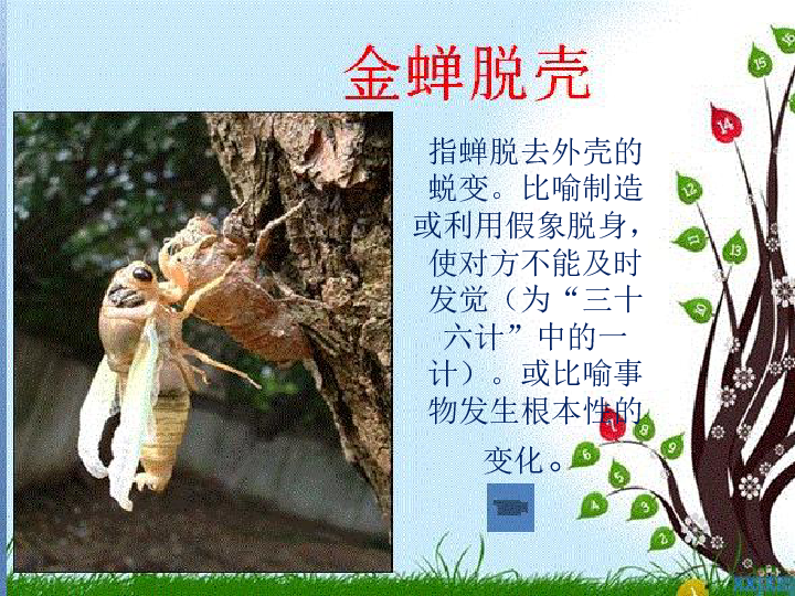 揭秘金蝉脱壳背后的生肖寓意与文化解读