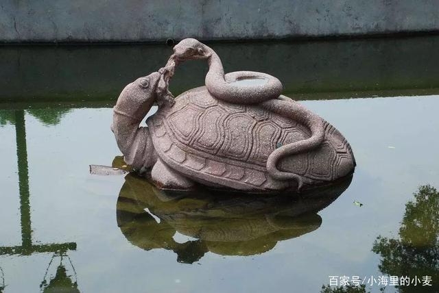 揭秘王八背后的文化与生肖之谜