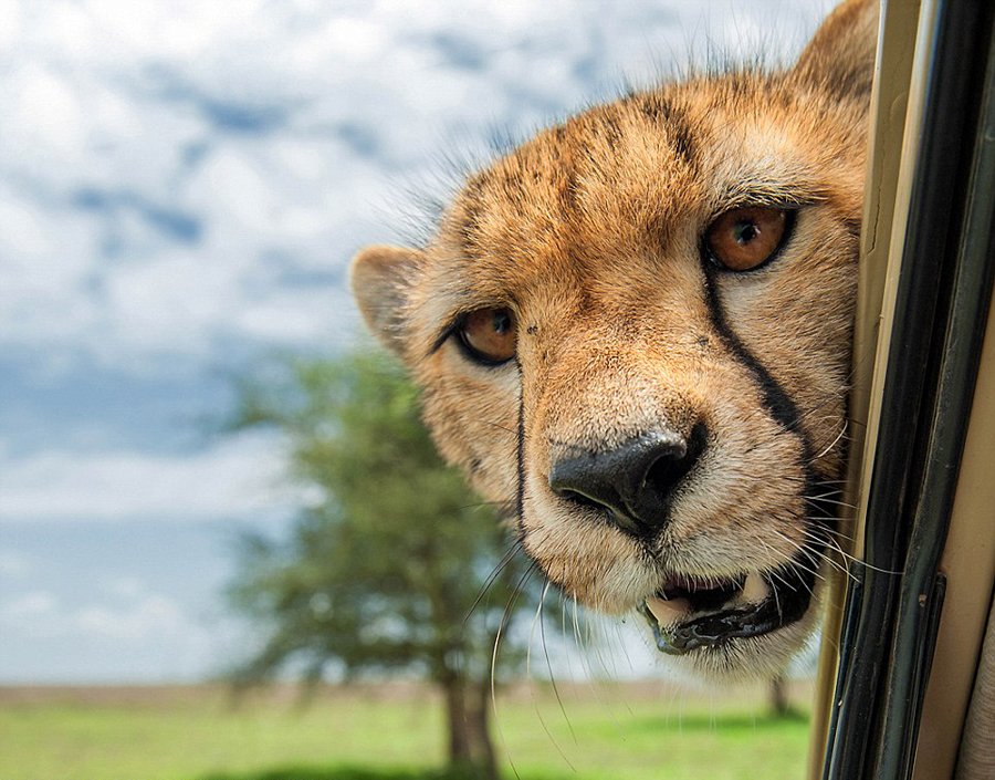 地上走来水上游，揭秘动物界的双栖奇才—水獭