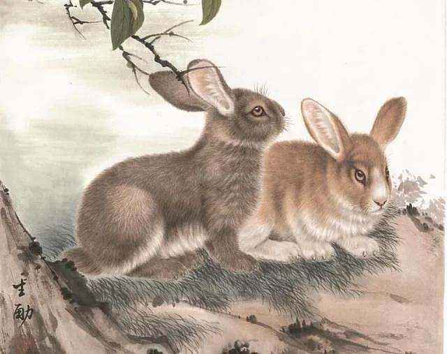 揭秘人见人爱的生肖，兔子的魅力解析与文化落实