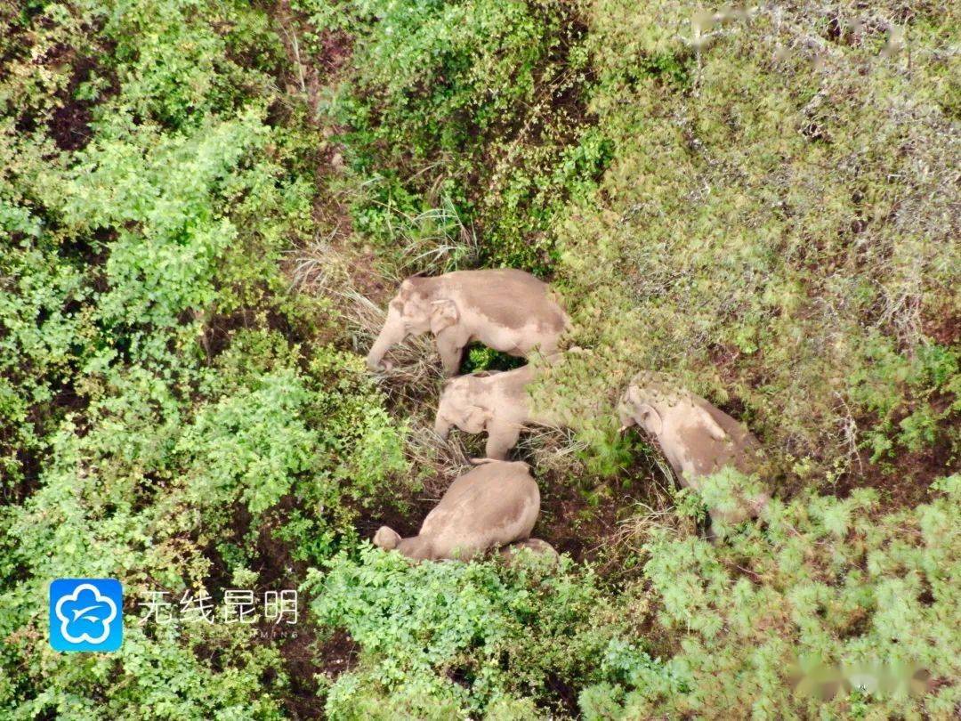 百感交集与生肖动物的和谐共舞，一场心灵的交响曲