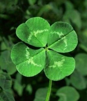 草色青青—揭秘生肖中的草色之谜