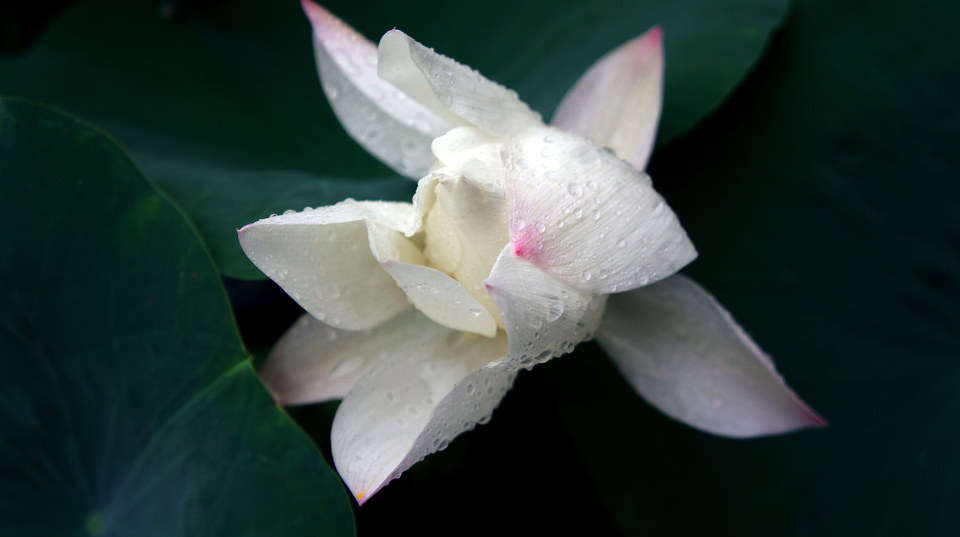 粗枝大叶，揭秘生肖背后的性格特征