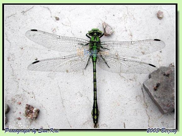 弓箭与生肖，精准解答与落实精神的完美结合