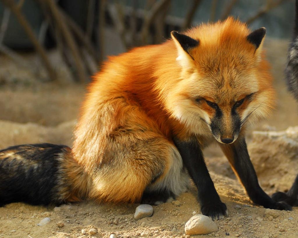 狐狸属什么生肖，深度解析与落实