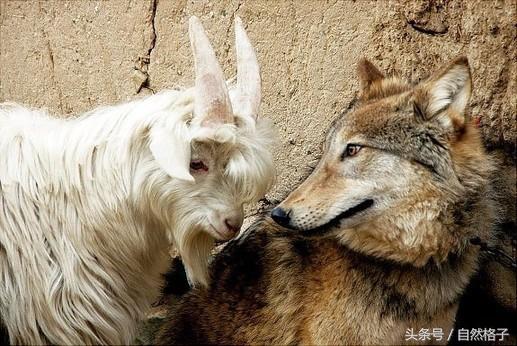 瞒天过海，猜一动物—传统智慧与策略的巧妙融合