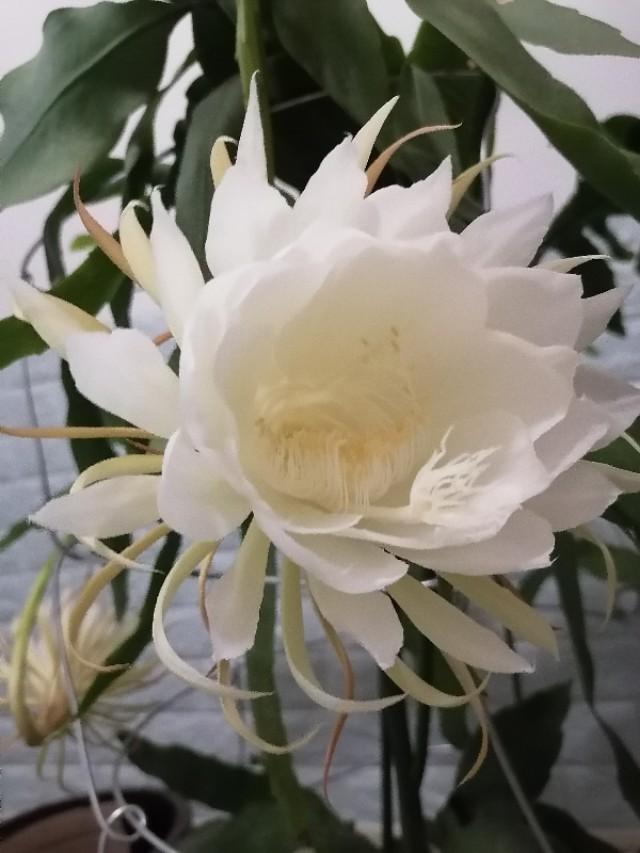 昙花一现，生肖中的神秘象征