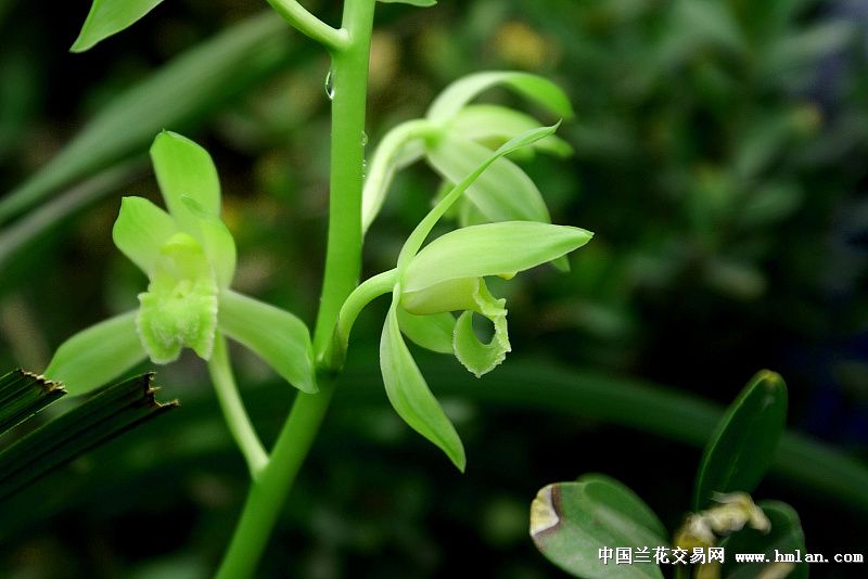 荷花兰李找竹花,生肖之谜的诗意解读 荷花兰李找竹花,生肖之谜的诗意解读