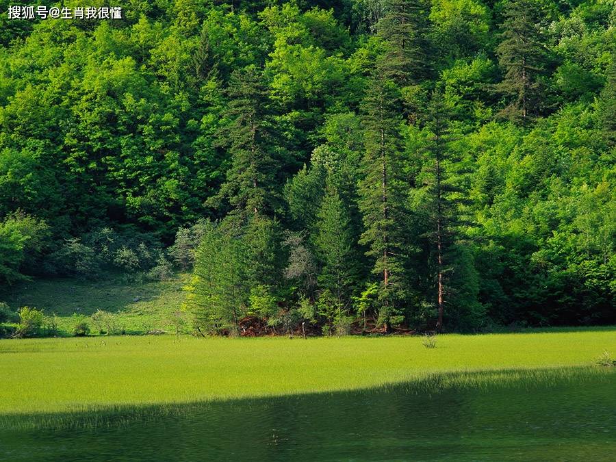 畅通无阻的生肖，详细作答落实解释