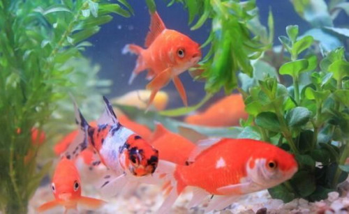 养两个只金鱼打一生肖，绝佳解释落实