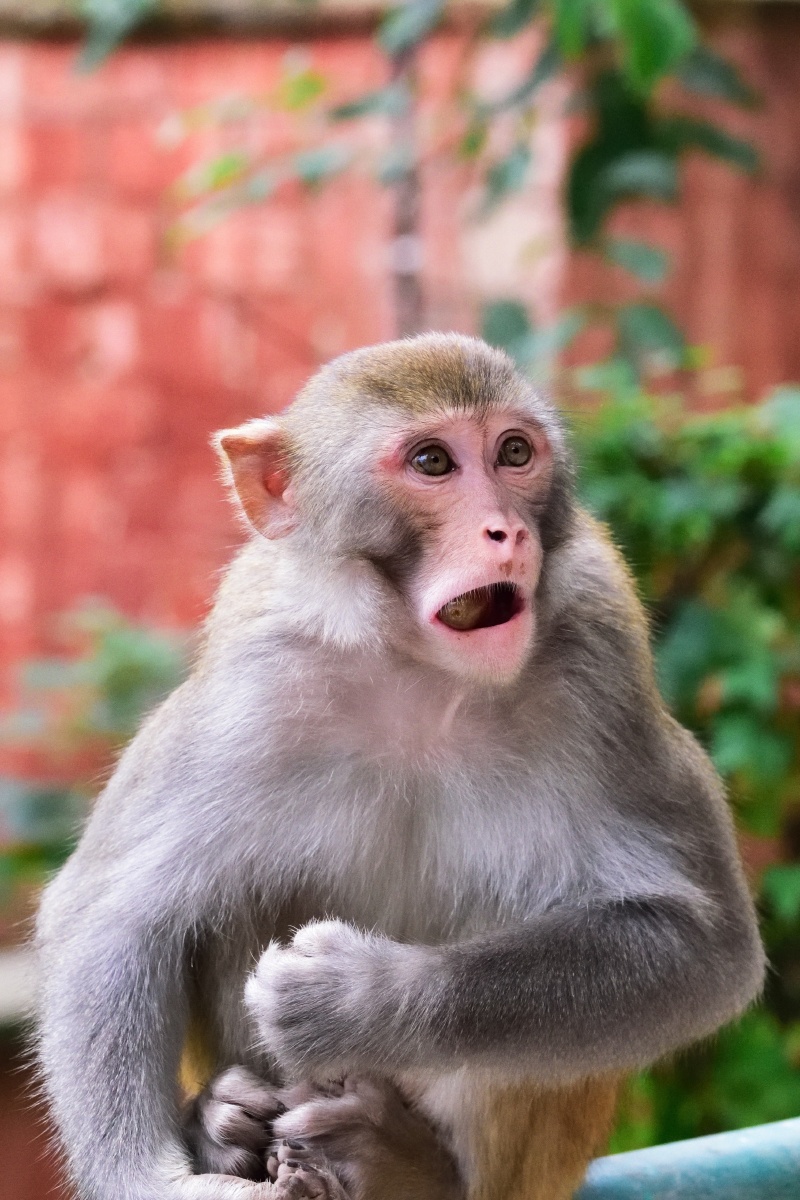 朝三暮四的智慧，揭秘生肖中的变通者—猴