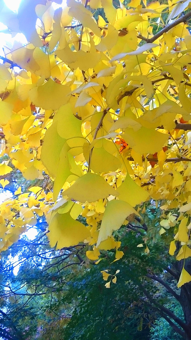 秋色宜人中的动物谜语与新型作答方式解析