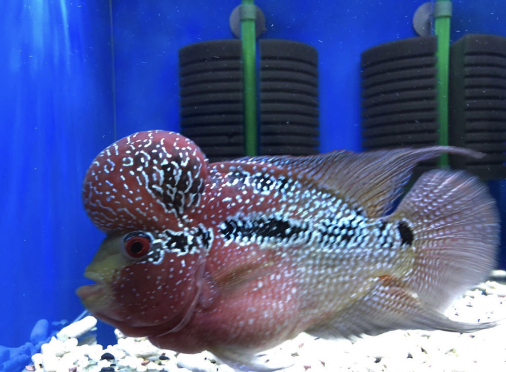 鱼目混珠指的是什么生肖，绝佳解释落实