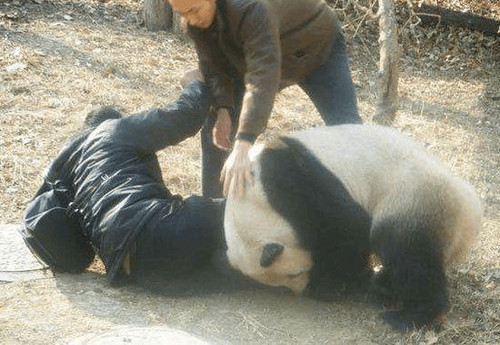 滚瓜溜油猜一动物，采民作答落实解释