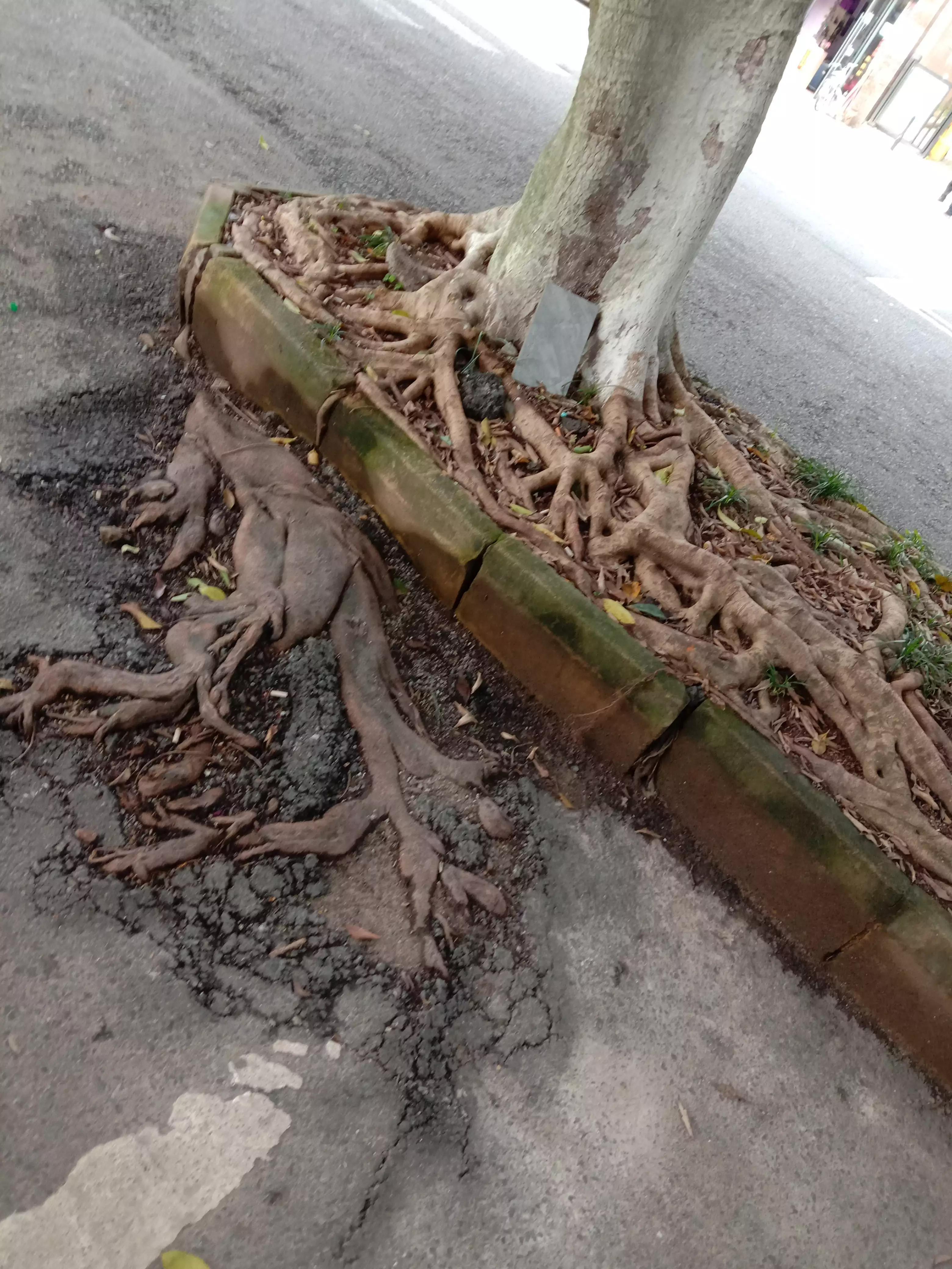 水滴石穿，生肖鼠的坚韧与智慧