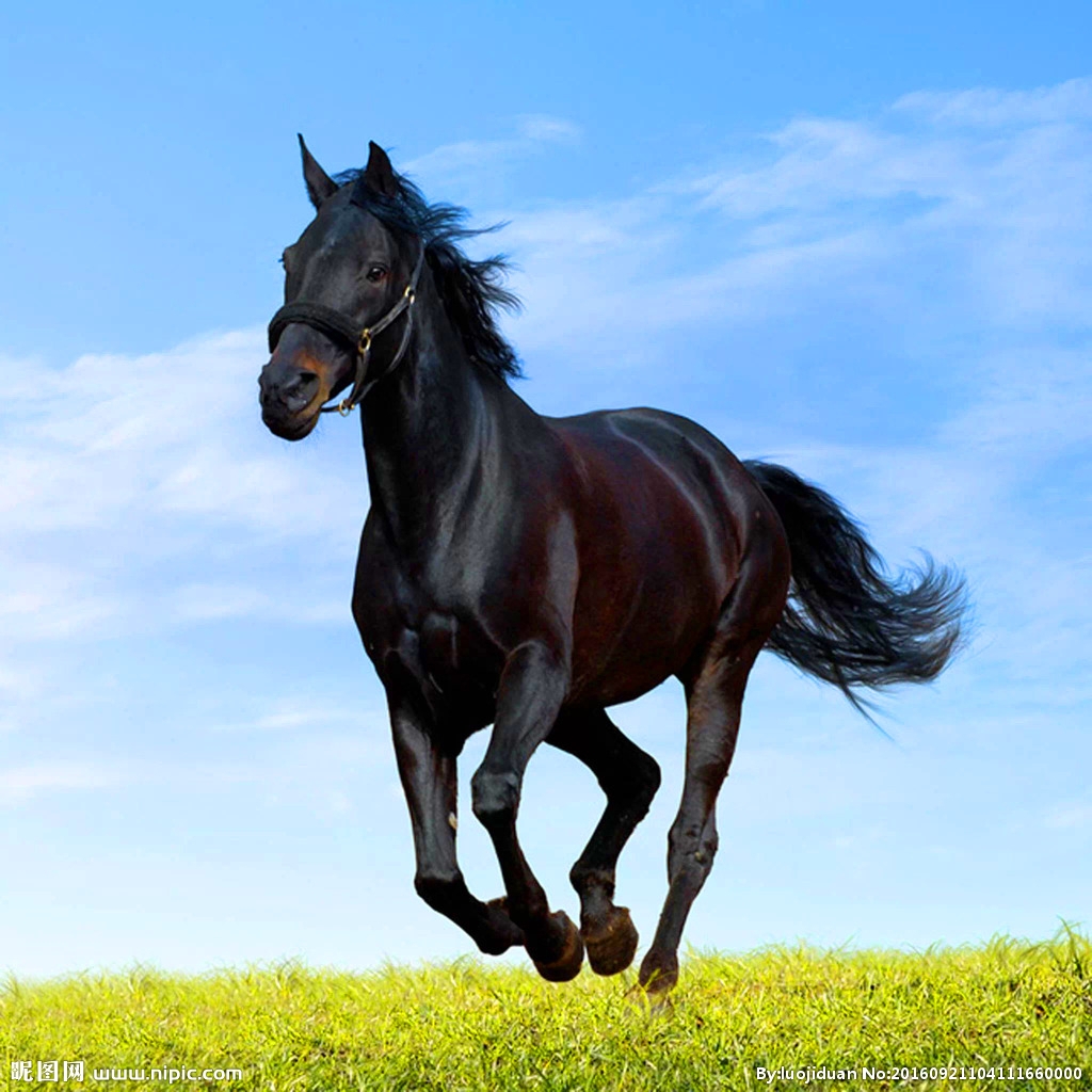 用兵如神猜一动物，精选解析与落实的详细结果