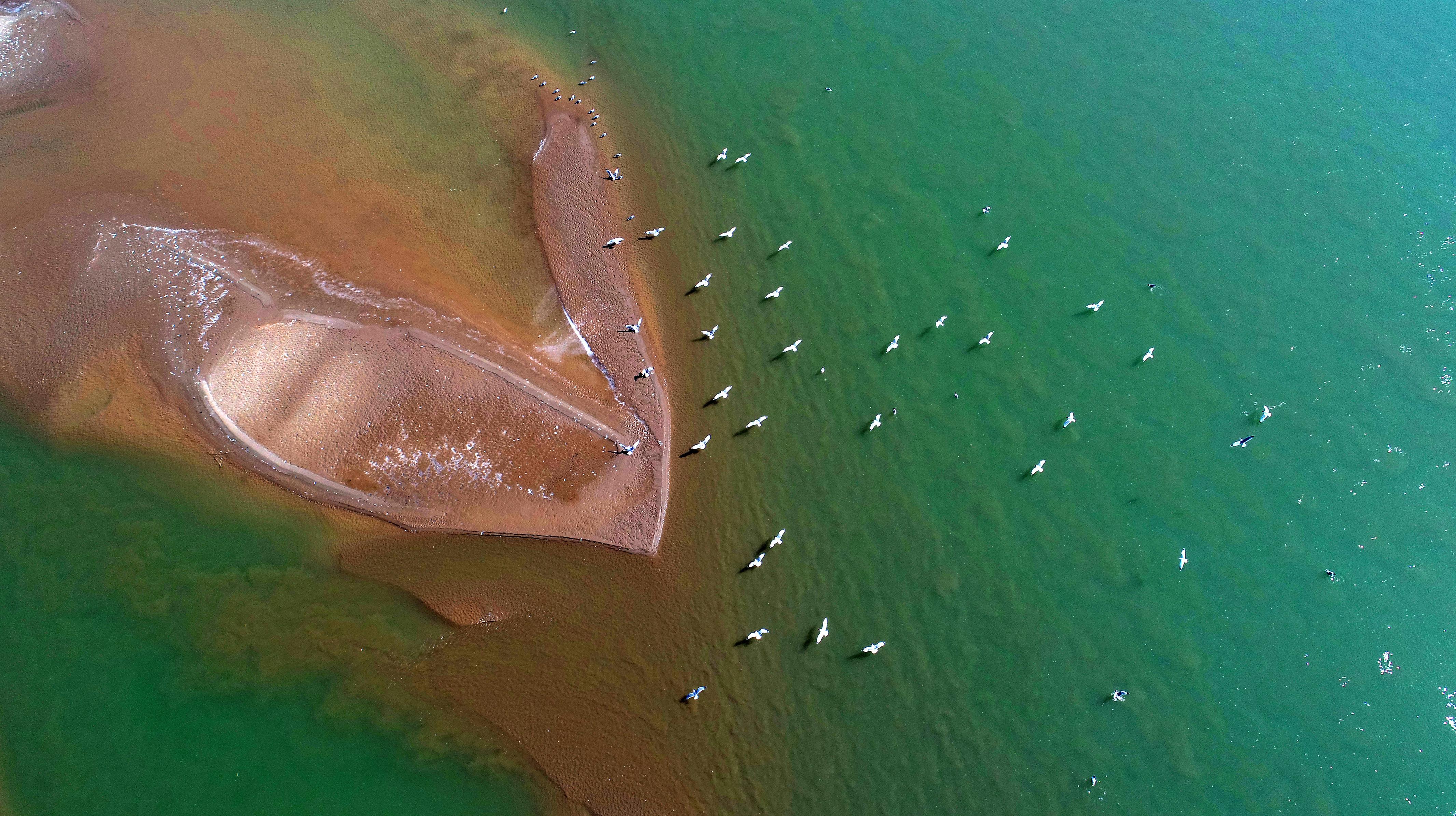 草木逢春，揭秘生肖之谜