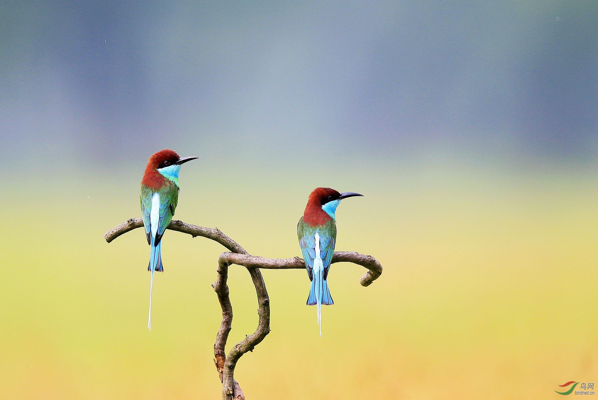 左顾右盼，生肖动物中的智慧与灵动