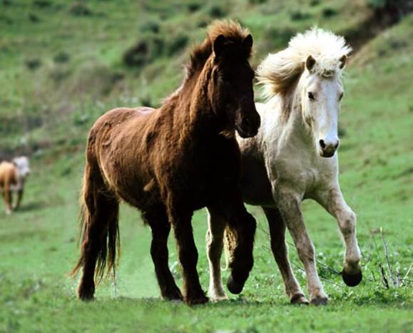 勾三搭四猜一动物，热议作答落实解释