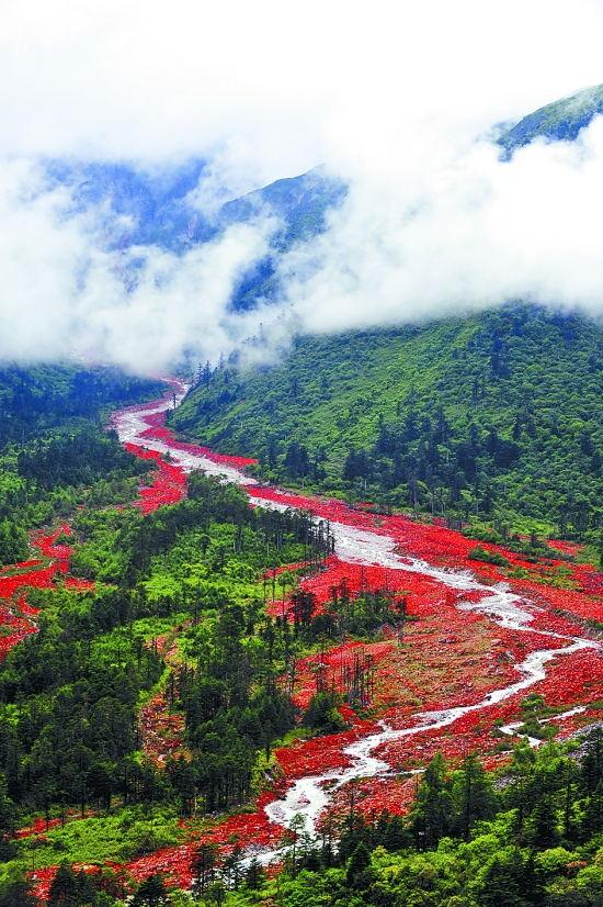 声誉十倍，揭秘生肖中的非凡之选